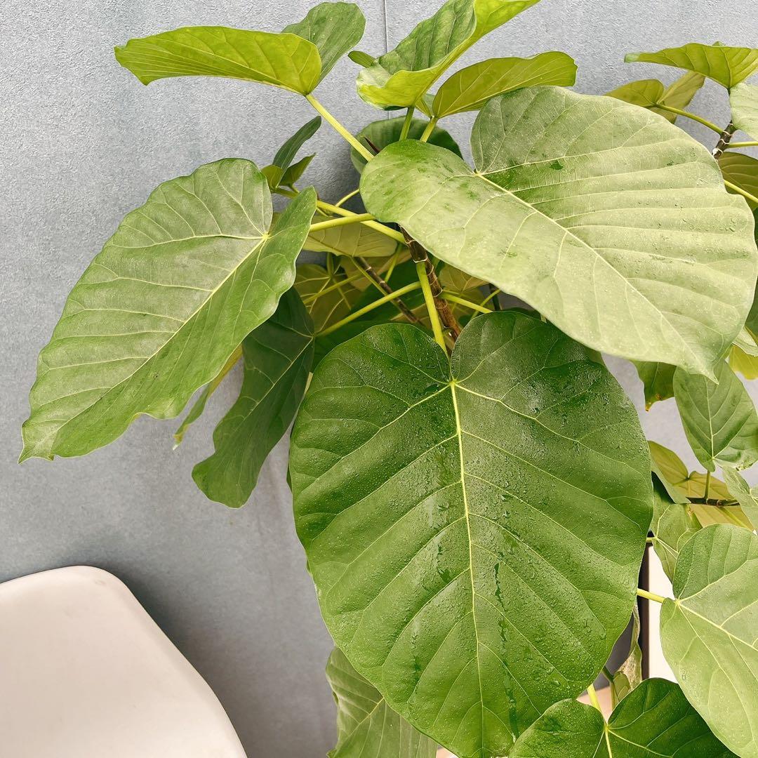 現品］※売約済※ 店舗 33番 フィカス ウンベラータ 8号 観葉植物 室内