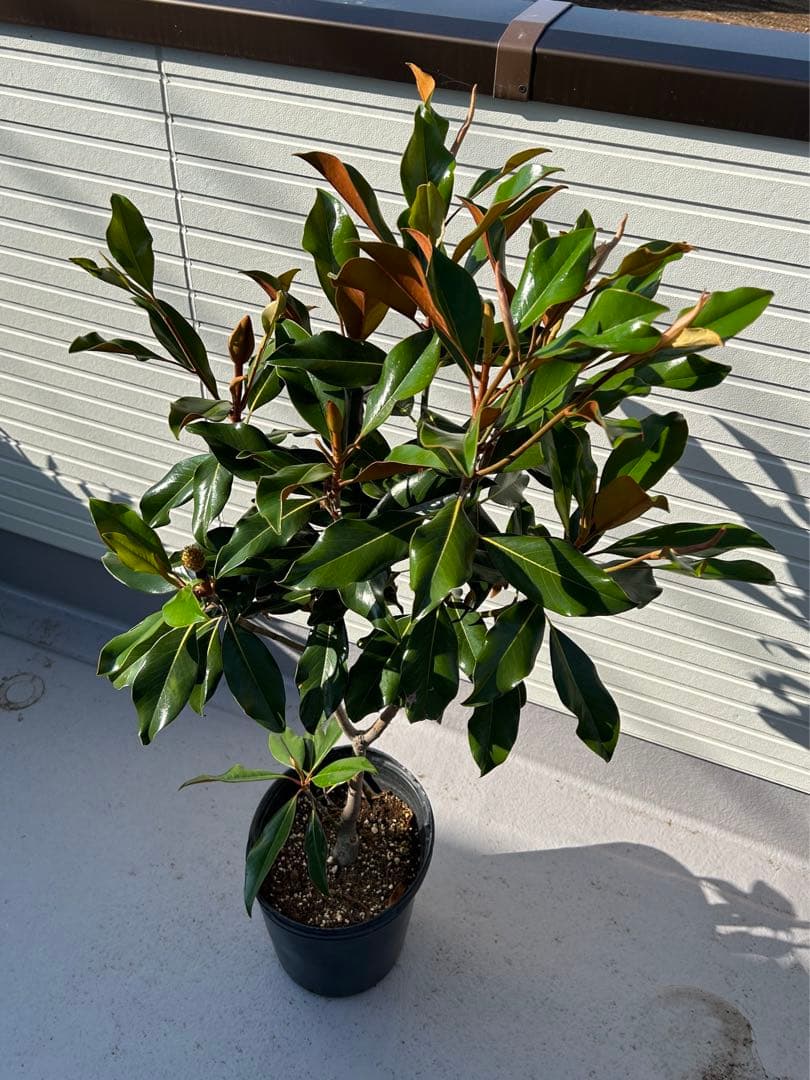 大苗 ケイパレス マグノリア 苗 タイサンボク 泰山木 シンボルツリー