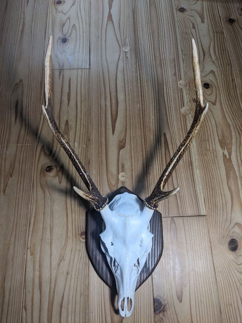 鹿角　壁掛け　ハンティングトロフィー　名勝耶馬渓産　鹿の角　有害鳥獣 楽天市場】ハンティングトロフィー 鹿 オブジェ 壁掛け 剥製 シカ 狩猟