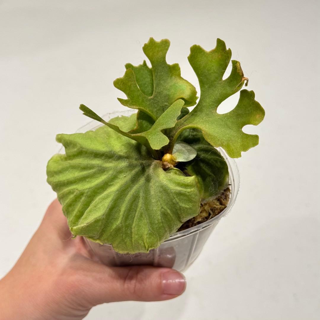 21.【札付き】二瓶リンゼアナ ニヘイリンゼアナ カクタスブライト 多肉植物