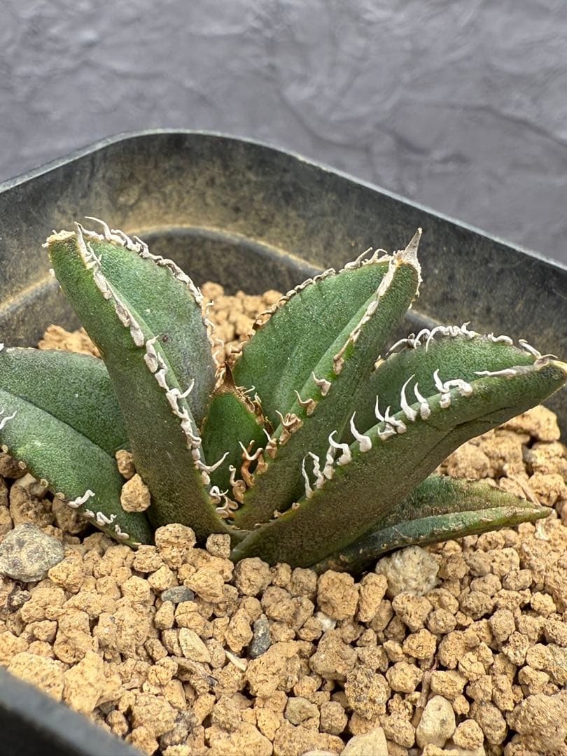 アガベ チタノタ「麻花龍」子株 極上強棘 ブツブツ 特選株 - メルカリ