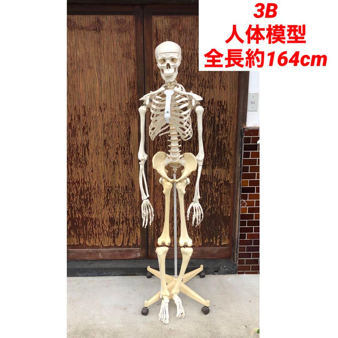 3B 人体模型 等身大 ドイツ 3B Scientific社 全身骨格模型 - メルカリ
