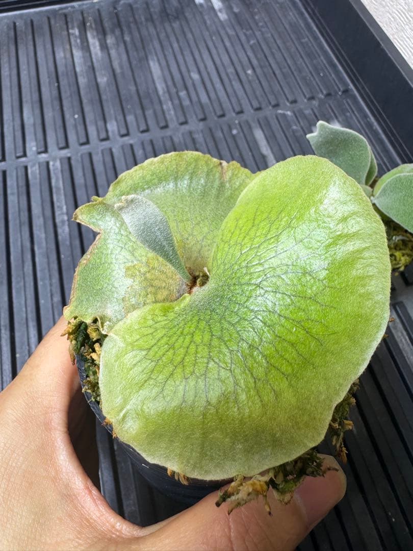 CK pavilion pup 2種 ビカクシダ