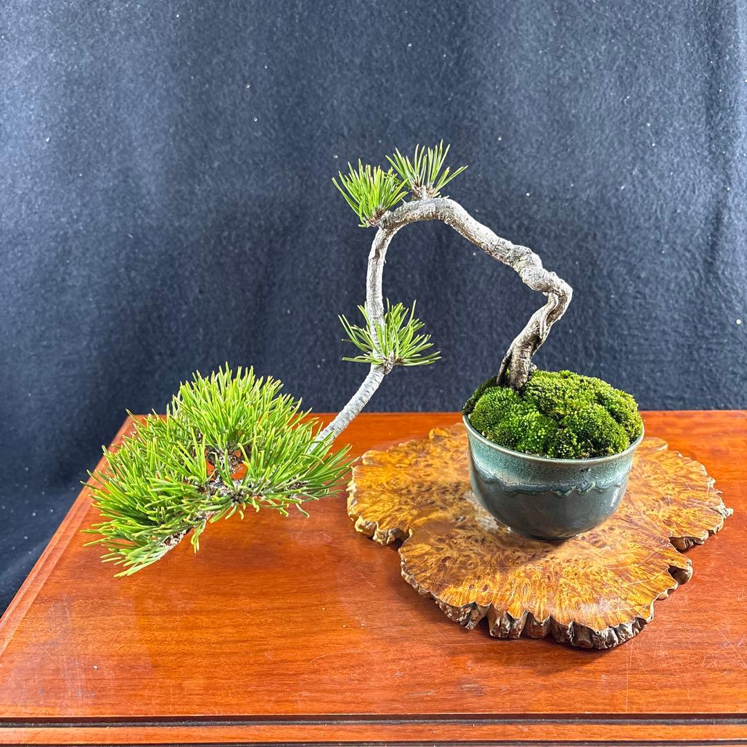 小品盆栽、黒松値上り、懸崖作り 目立った傷や汚れ無し - メルカリ