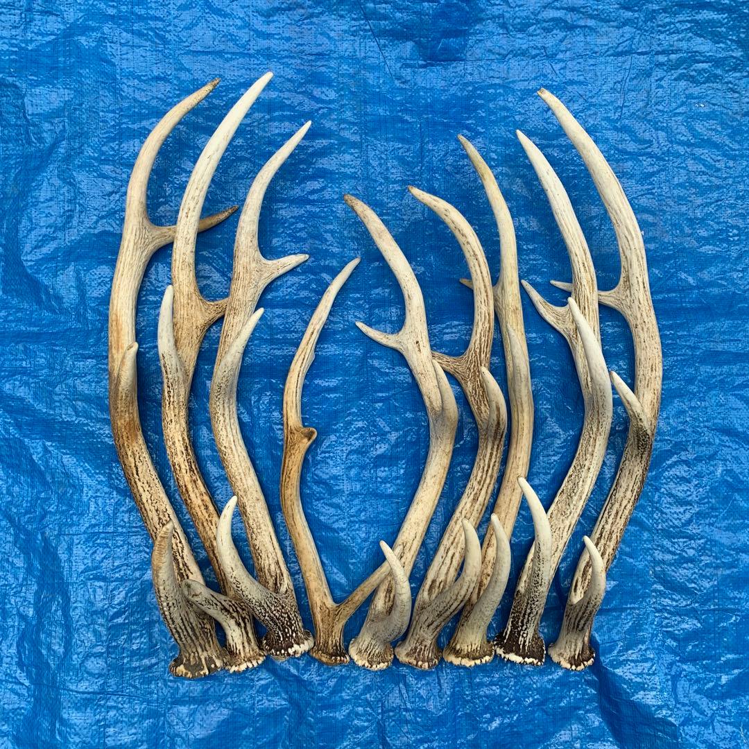 No.2090『鹿角9本セット』鹿の角　エゾ鹿　鹿角　蝦夷鹿 楽天市場】【ふるさと納税】【楽天限定】エゾシカ 角 ストラップ（輪