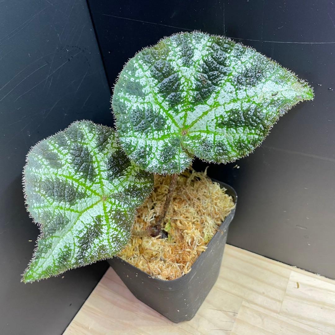 や*ま様 【大きい・親株】 Begonia ningmingensis 原種ベゴ - メルカリ