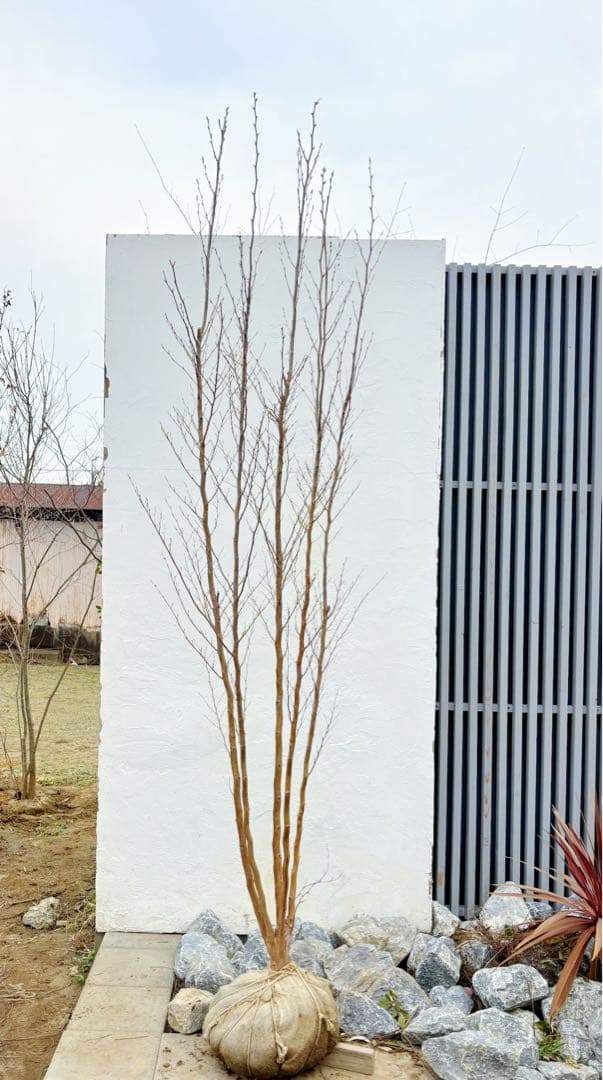 絶品黄金幹。ヒメシャラ切り戻し本株立ち2.8M(鉢底から) - メルカリ