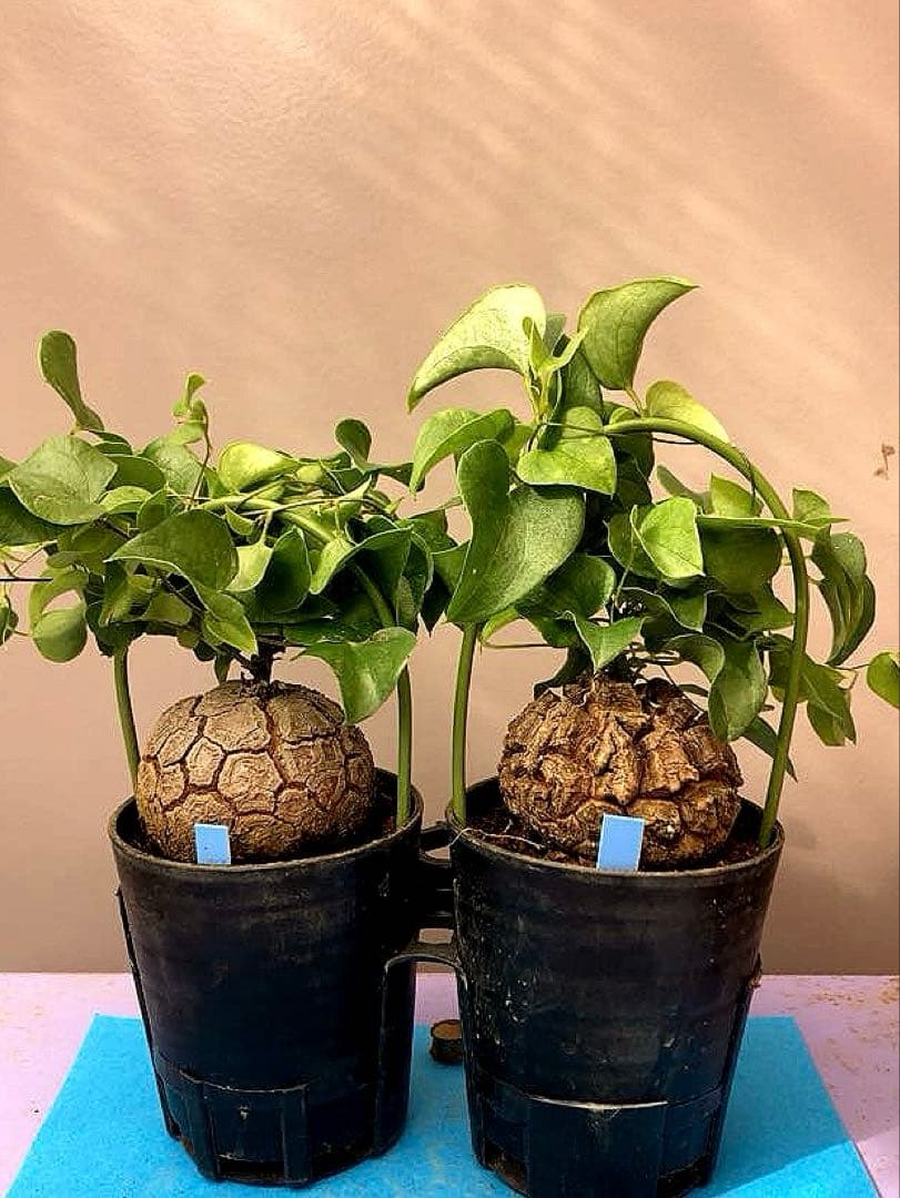 2.5号X2B》亀甲竜 2鉢セット - メルカリ