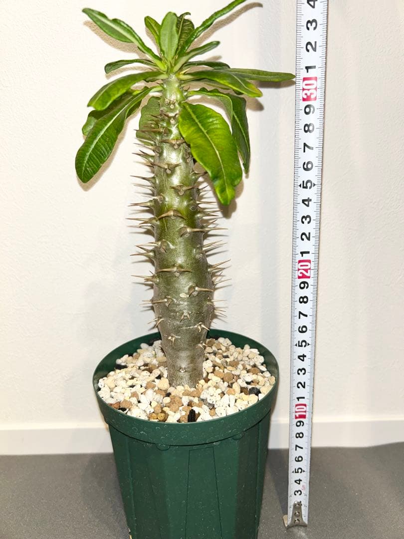 H**様 パキポディウム　アンボンゲンセ　実生株 パキポディウム アンボンゲンセ【実生】RFHK25011165(T) | RAFLUM / ラ