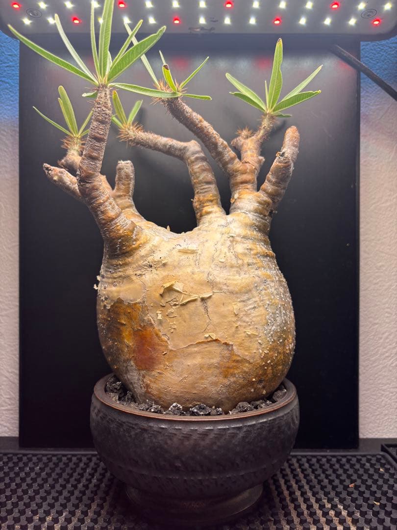 新春セール【グラキリス】塊根！レア！手のひら型、蟹型 新春セール【グラキリス】塊根！レア！手のひら型、蟹型 新春セール