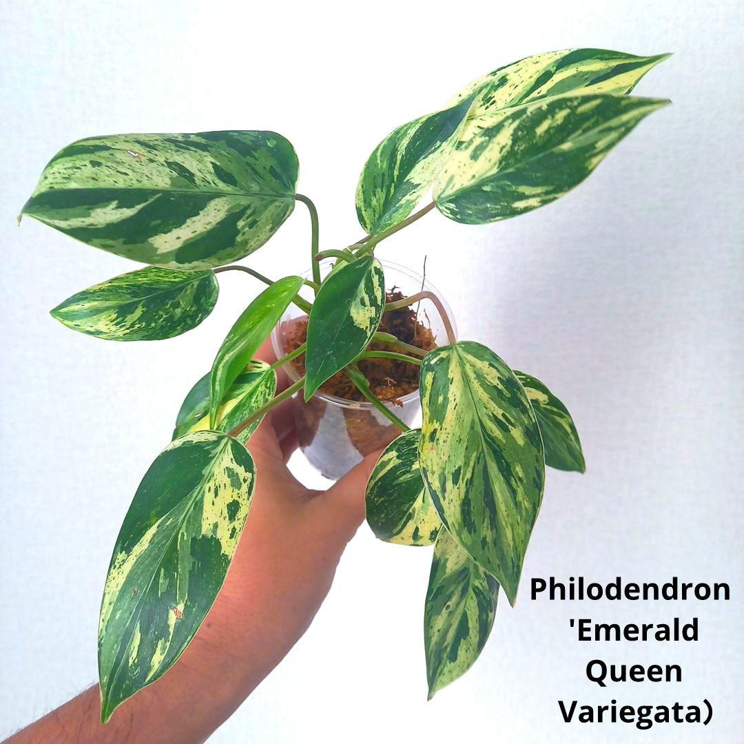 超希少 フィロデンドロン・エメラルドクイーン斑入 - メルカリ