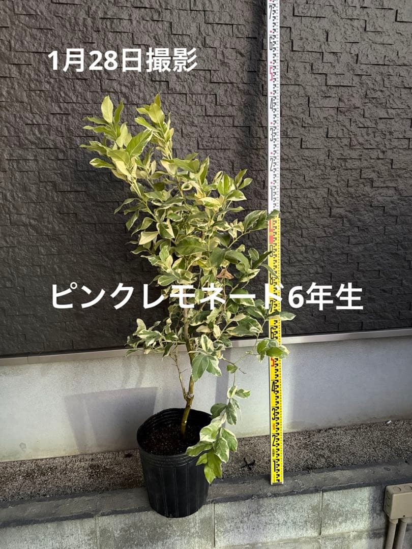 ピンクレモネード 6年生 中型果樹 黒鉢 植木 楽天市場】2026年開花後実のなる稀少なレモン！ピンクレモネード 苗