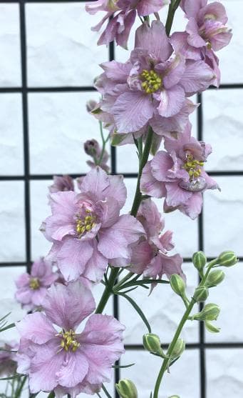 千鳥草の種ミックス - メルカリ