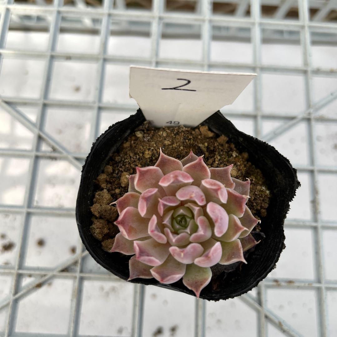 ヒアリナサントドミンゴ - メルカリ