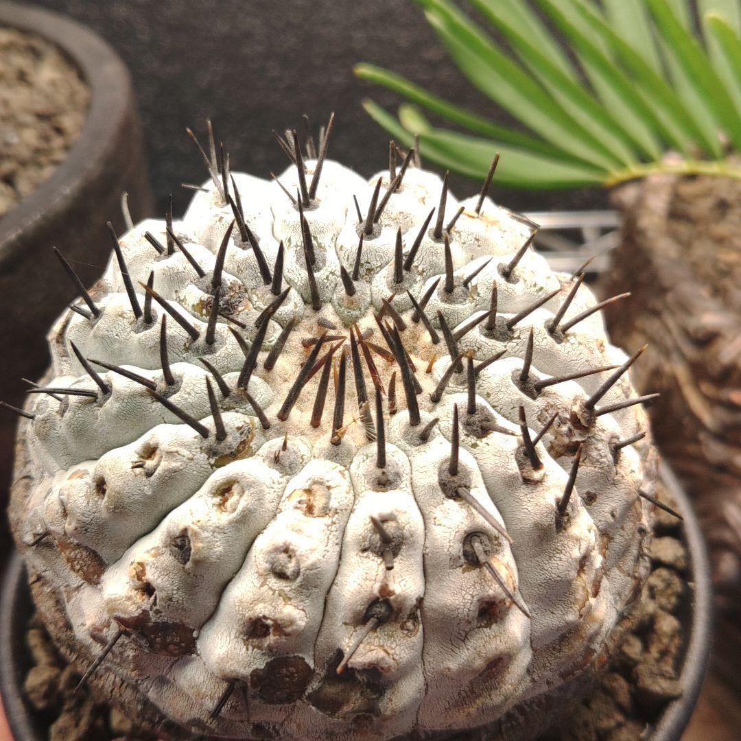 黒王丸コピアポア Copiapoa コルムナアルバ 現地球 白肌美株 弧竜丸