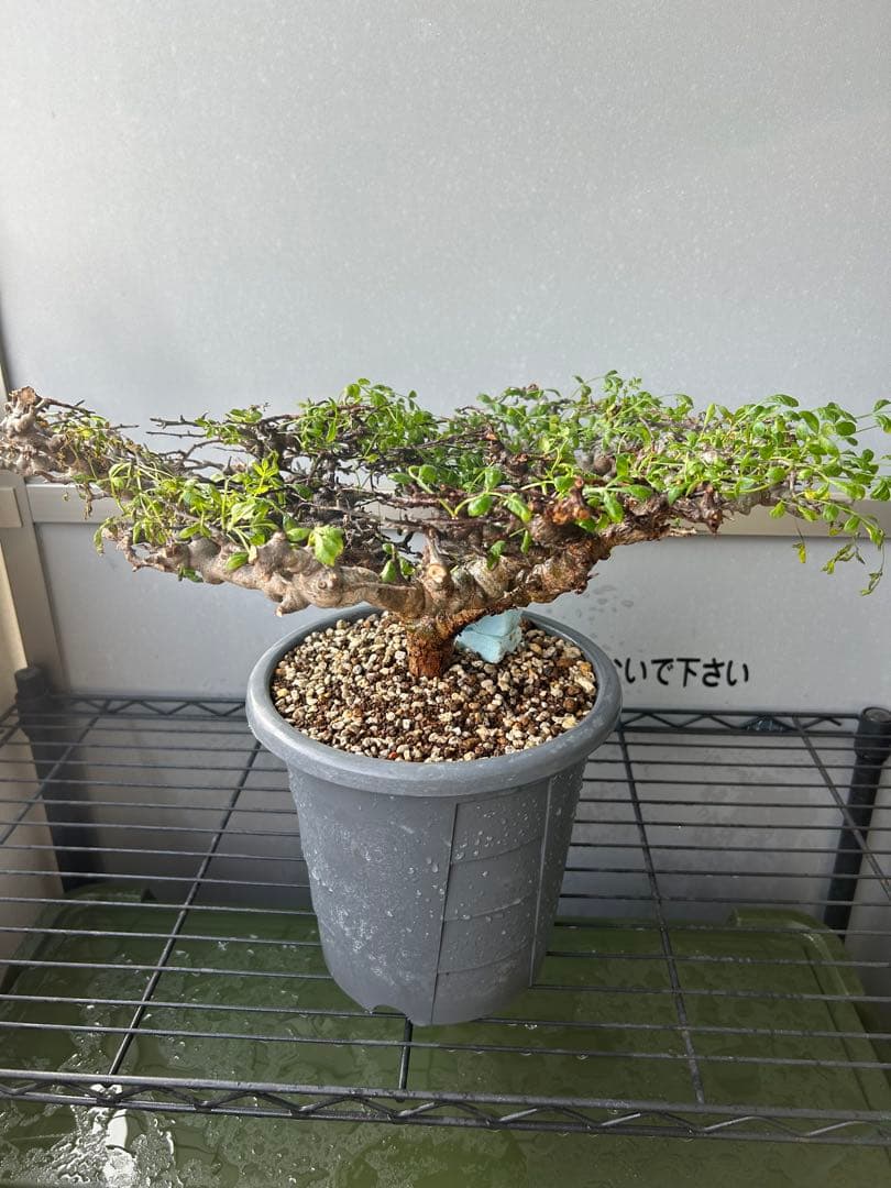 特選株 発根済み現地球 コミフォラ エイル