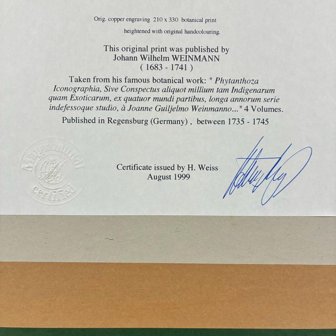 ヨハン・ヴァインマン「スイートピー」銅版画+手彩色 作品保証書有