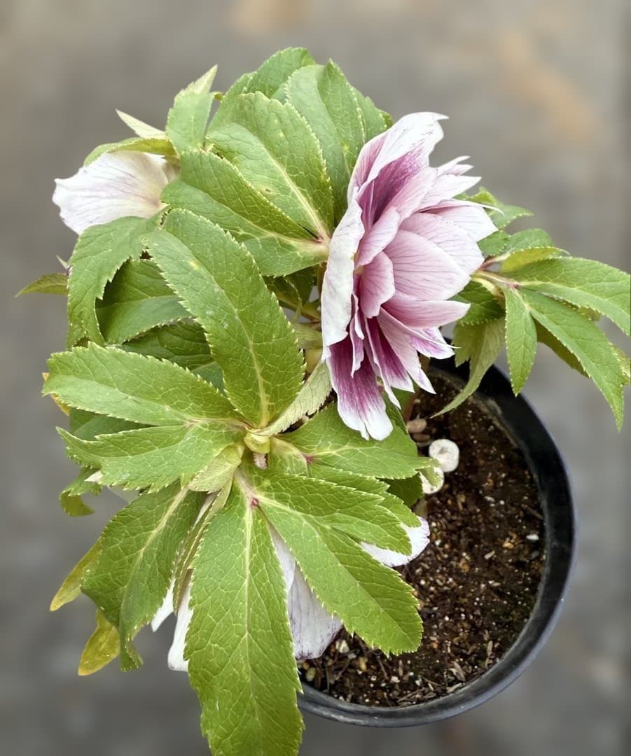 ☆極上！札付き！☆レッドホワイトゴールドぼかし☆ソレイユ