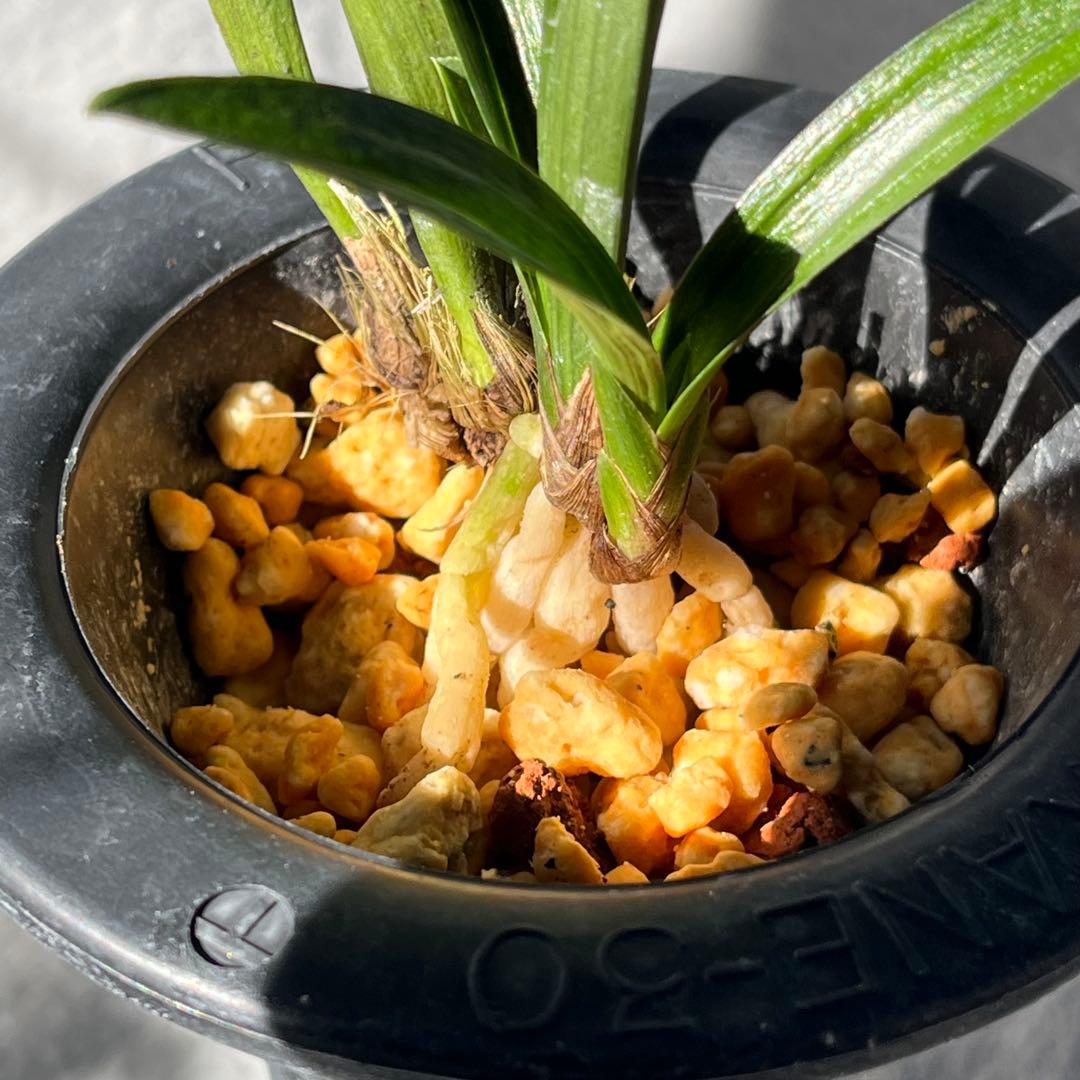 韓国春蘭 『羅紗チャボ』3本立 日本春蘭 春蘭 寒蘭 東洋蘭 山野草 多肉植物