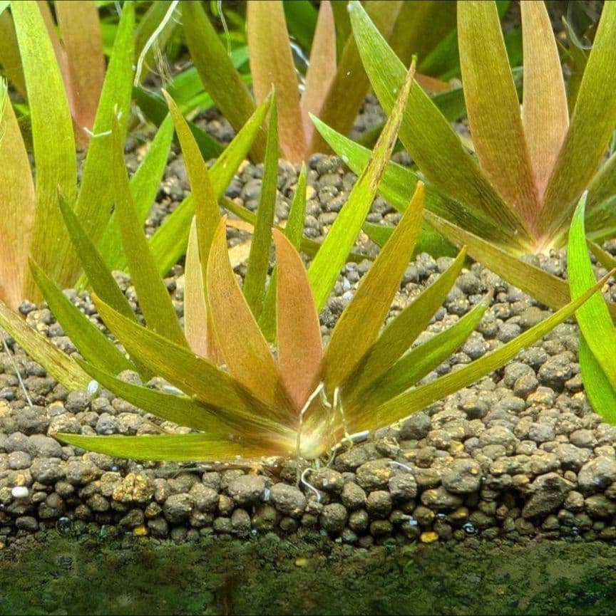 メルカリ便 ○xyris sp red水中葉1株 水草 ADA 水槽 - メルカリ