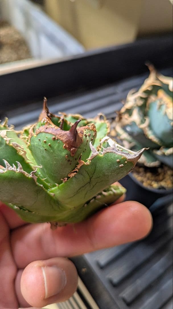 超選抜】アガベ チタノタ 疣猪 ブツブツ 検)麻花 冰雹 実生 オテロイ