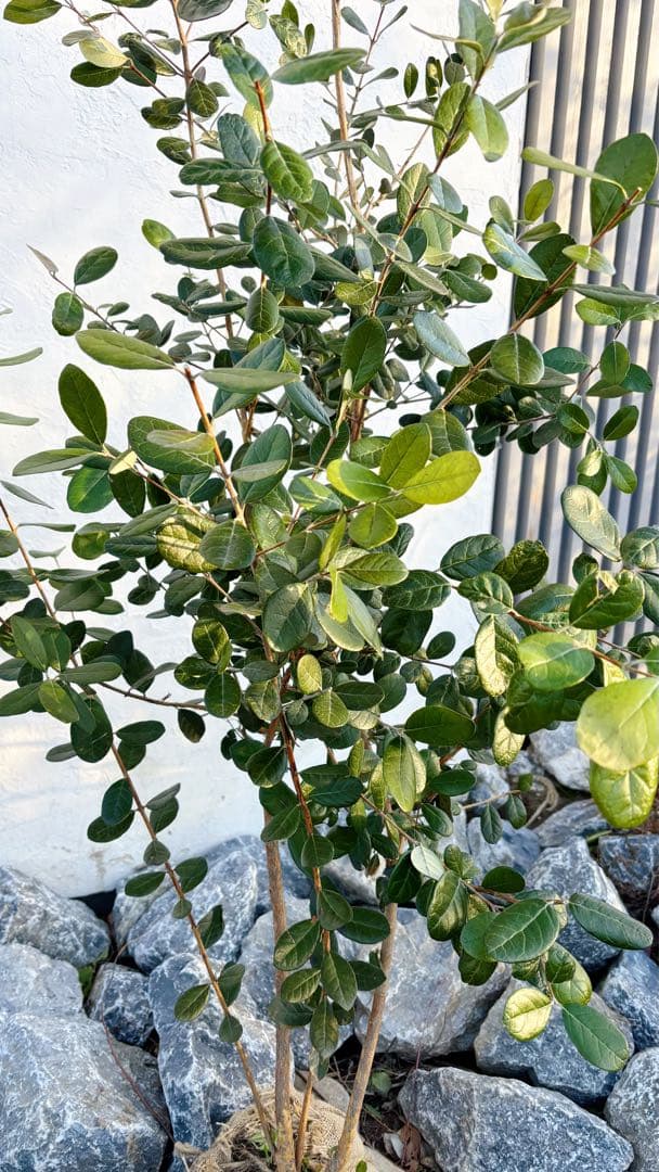 超逸品。フェイジョア株立ち1.7M(鉢底から)品番F - メルカリ