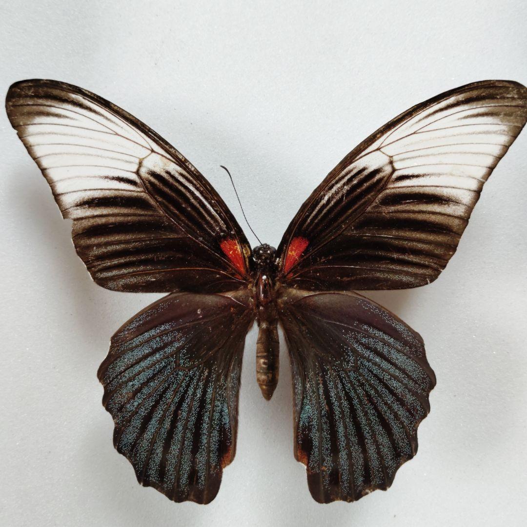 ナガサキアゲハ　特異な型　singkep産 ナガサキアゲハ 特異な型 singkep産