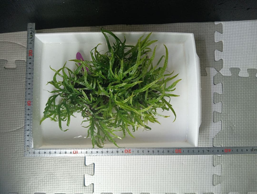 ミクロソリウムsp.パプアニューギニア流木活着新 発売