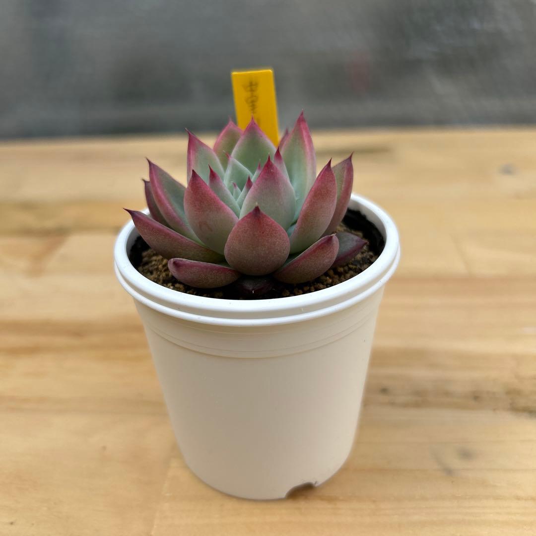 多肉植物⭐︎中里リンゼアナ⭐︎札付き 多肉植物⭐︎SSS⭐︎宮田コロラータX中里リンゼアナ⭐︎名札付き