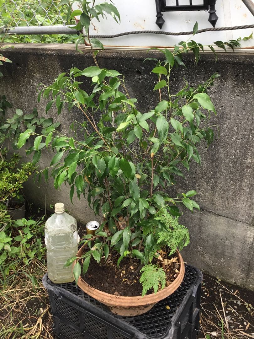 ハイノキ 90センチ※