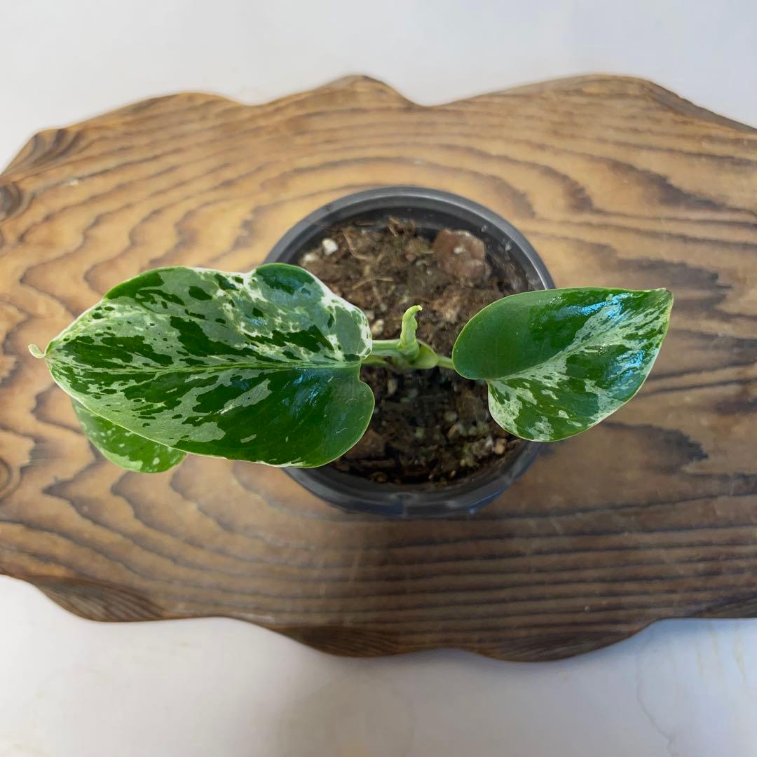 q19品種保証！斑入り保証！Bulbasaurモンステラ バルバソー フシギダネ