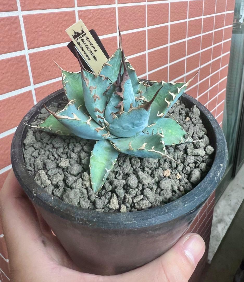 アガベハイブリッド BB×エボリスピナ仔株（ジェレミー株） - メルカリ