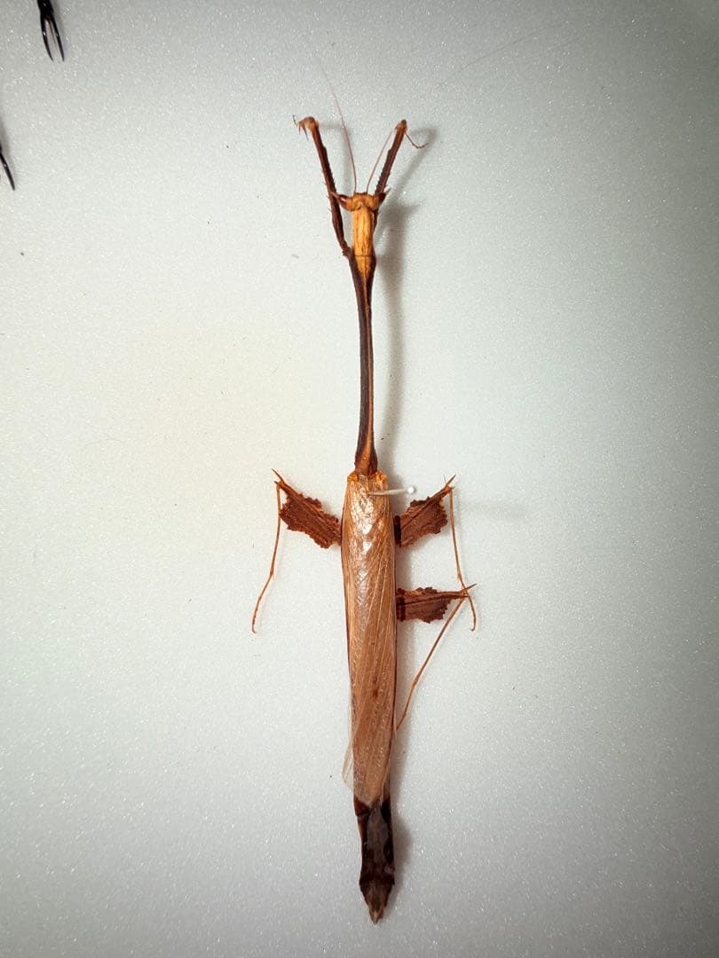 【標本】オオエダカレハカマキリ 標本】オオエダカレハカマキリ - メルカリ