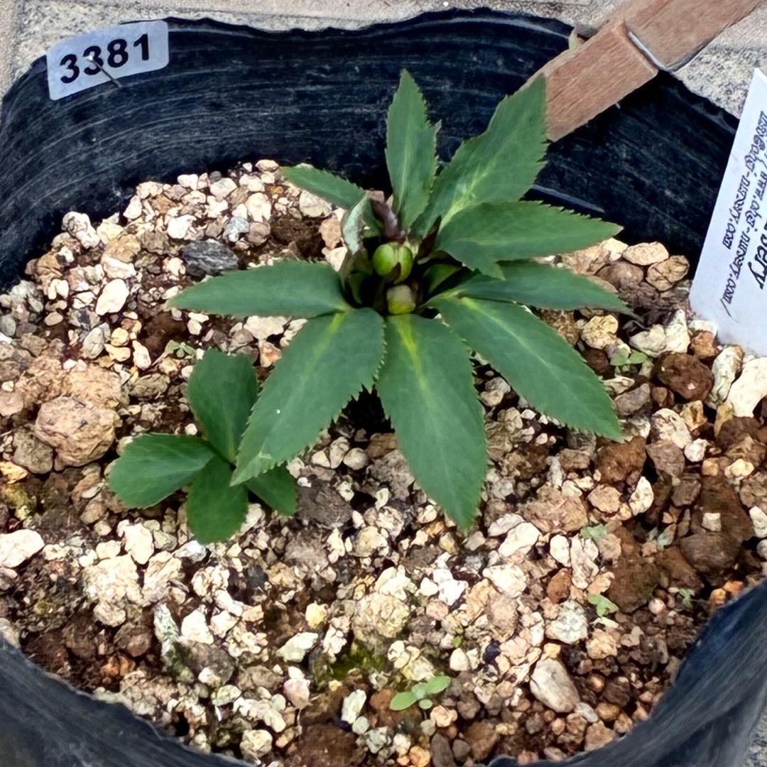 も*子様 ☘️蕾付き☘️タグ付き☘️3381⭐️芳香⭐️超小輪⭐️糸ピコ繊細ベイ