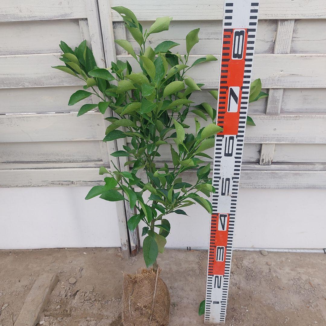 春峰 しゅんぽう 苗木 2年生 - メルカリ