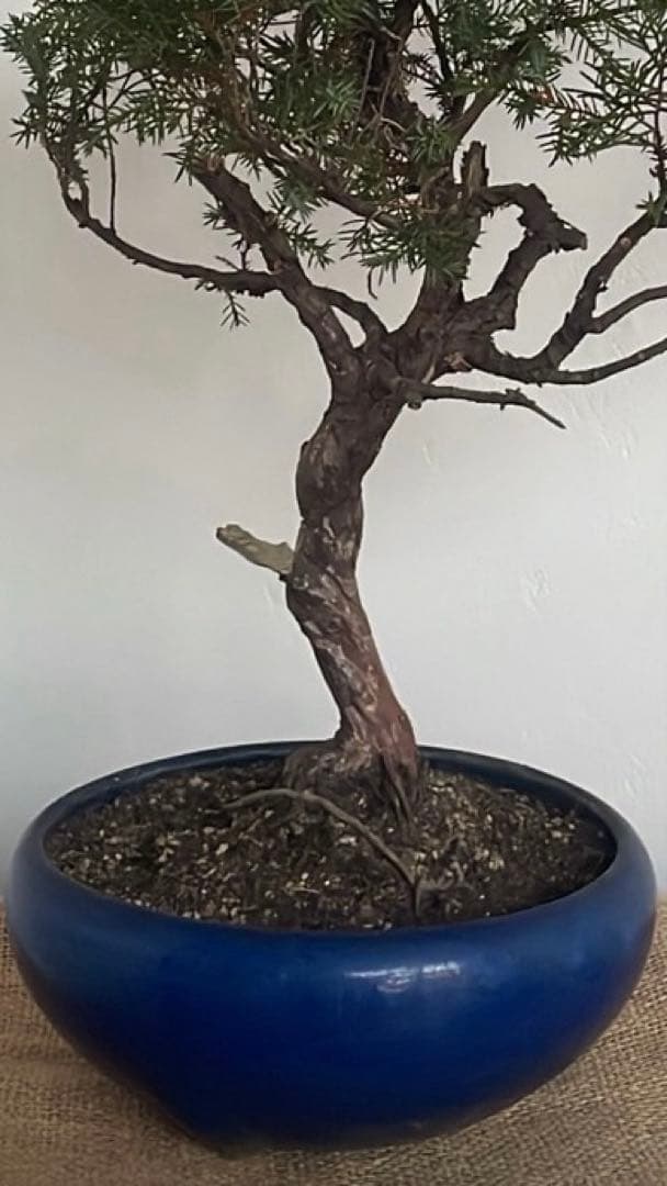 K*H様 特別オークションミニ盆栽3鉢セット 黒松真柏紅葉 bonsaiukiyoe