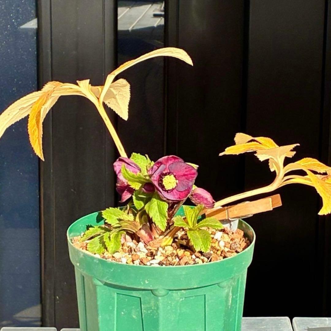 タ*ン様 3485☘️蕾花タグ付☘️極上☘️SD⭐️ダークミスティーク⭐️超小〜