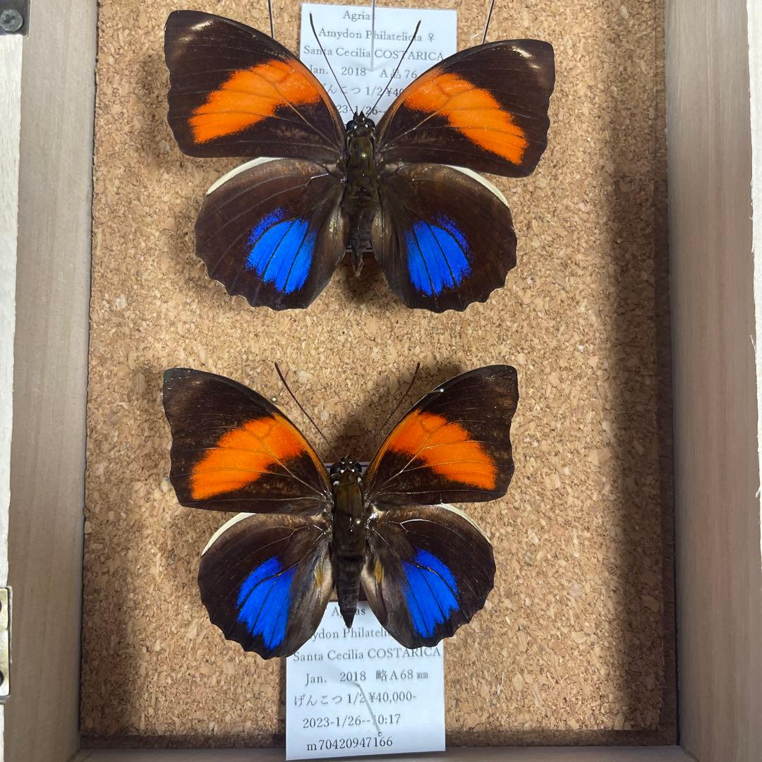 コスタリカ産 蝶の標本 Amathusia phidippus コスタリカ産 蝶の標本 Amathusia phidippus コスタリカ産 蝶の標本