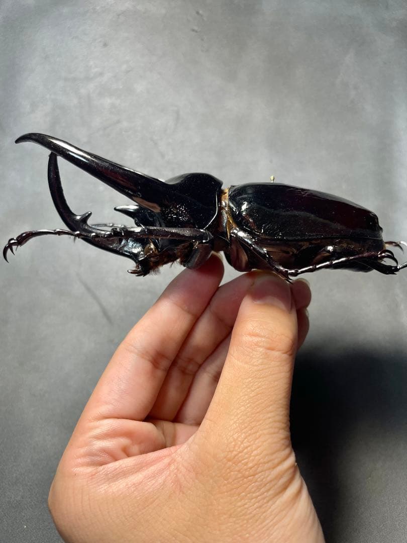 大型極太マレーコーカサスオオカブト117㎜ wf1 昆虫標本 - メルカリ