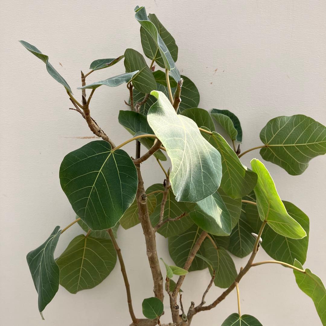 千葉県市原市にて手渡しでのお取引出来る方限定！ ガジュマル 多幸の木