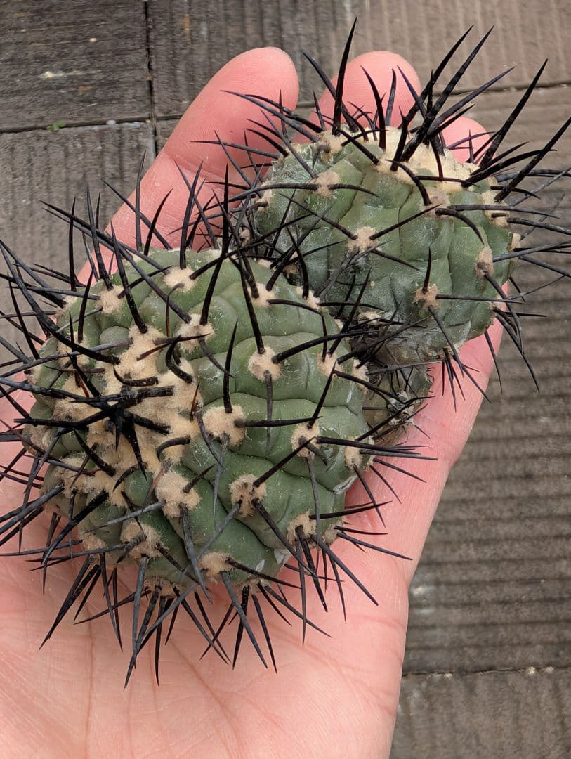 G*A様 【特選】コピアポア　シネレア　黒王丸⑤ コピアポア シネレア 黒王丸 カキコ | GREEN LUCK