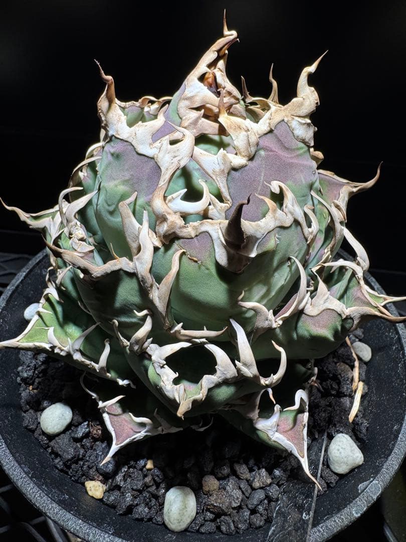 【断捨離】おまとめ品　アガベ　チタノタ　シーザー　ボール　大株 断捨離様 専用】おまとめ品 アガベ チタノタ シーザー ボール 大株