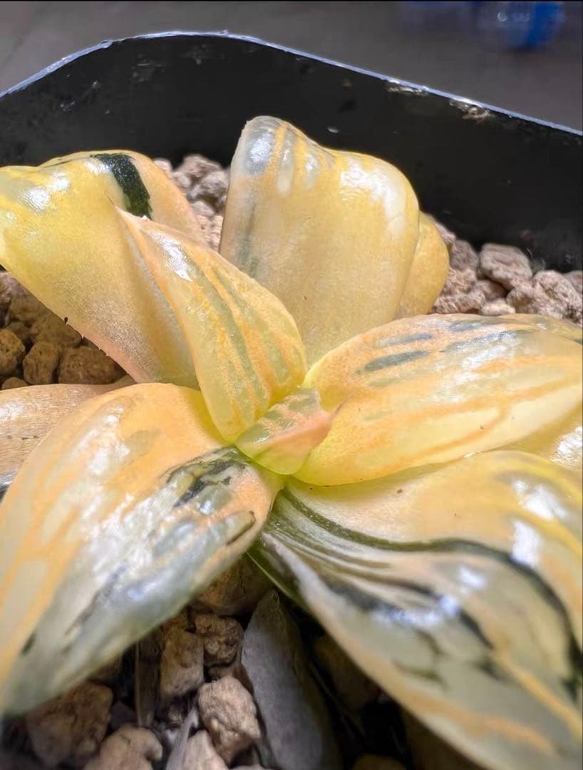 多肉植物 ハオルチア 雷影寿錦 コレクタ錦 鮮明錦 希少種 - メルカリ