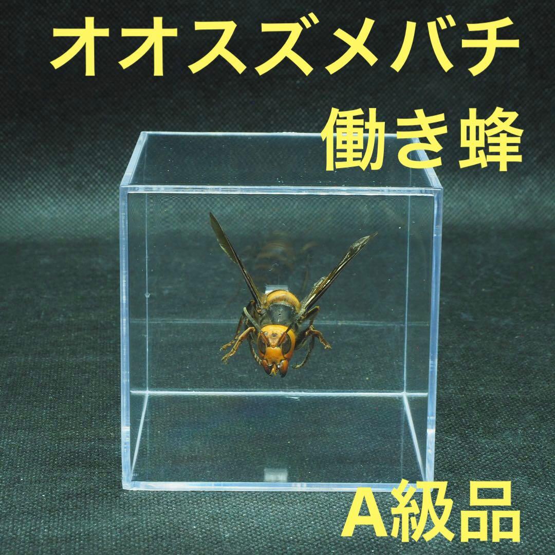 オオスズメバチ 立体標本2343 - メルカリ