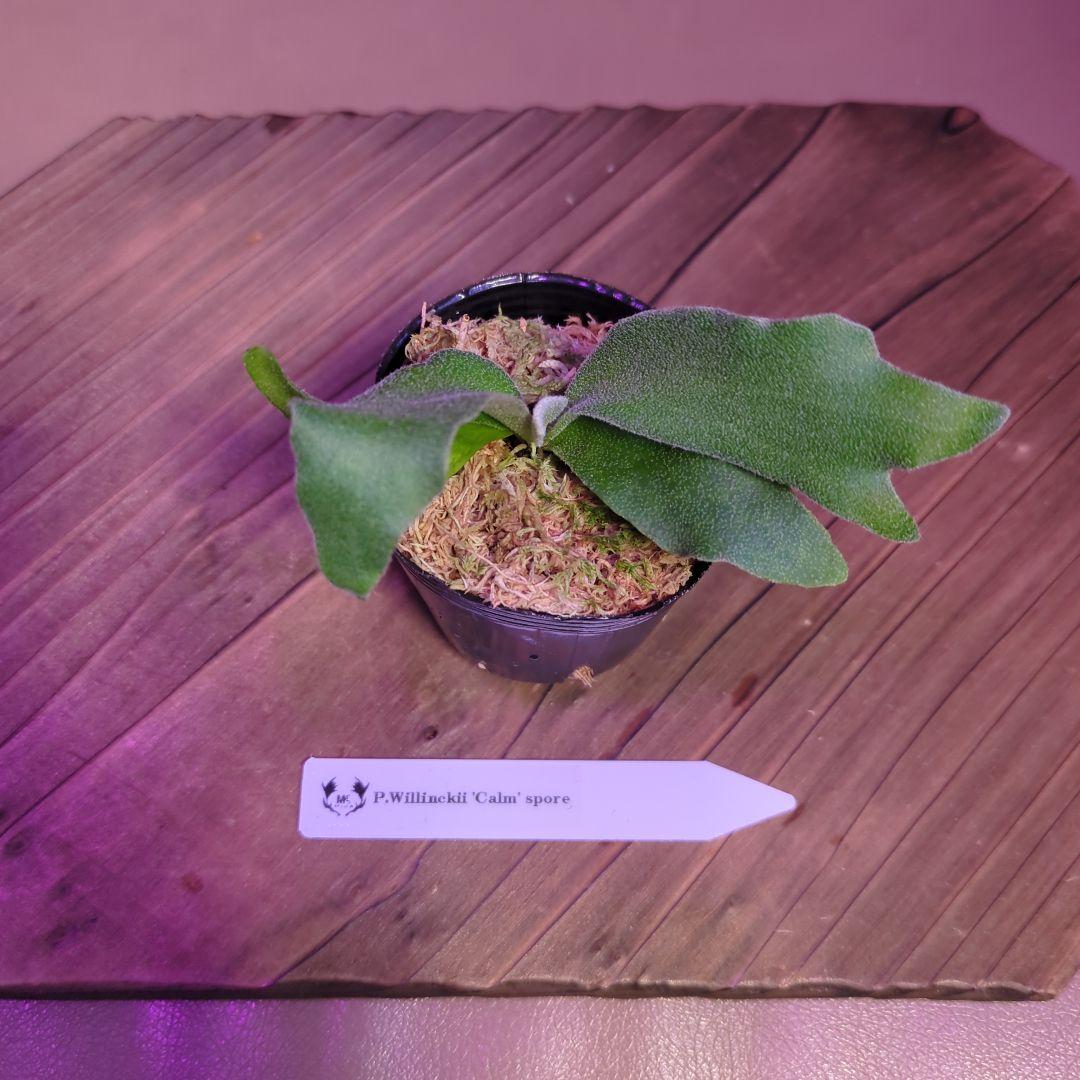 数量限定】P.Willinckii 'Calm' spore/ビカクシダ - メルカリ