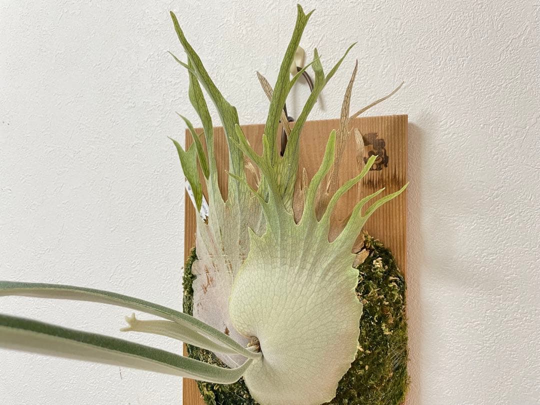 オリジナル 子株 veitchii アーバンリバー AR ベイチー ビカクシダ ビカクシダ ベイチー アーバン リバー (子株) by Stem Fern 「 Platyce