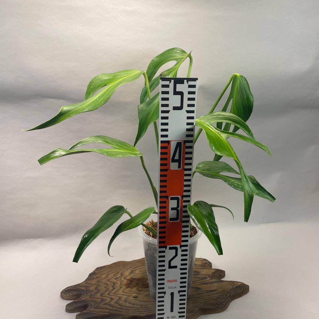 R*4様 a105モンステラ バールマルクスフレーム モンステラ バール