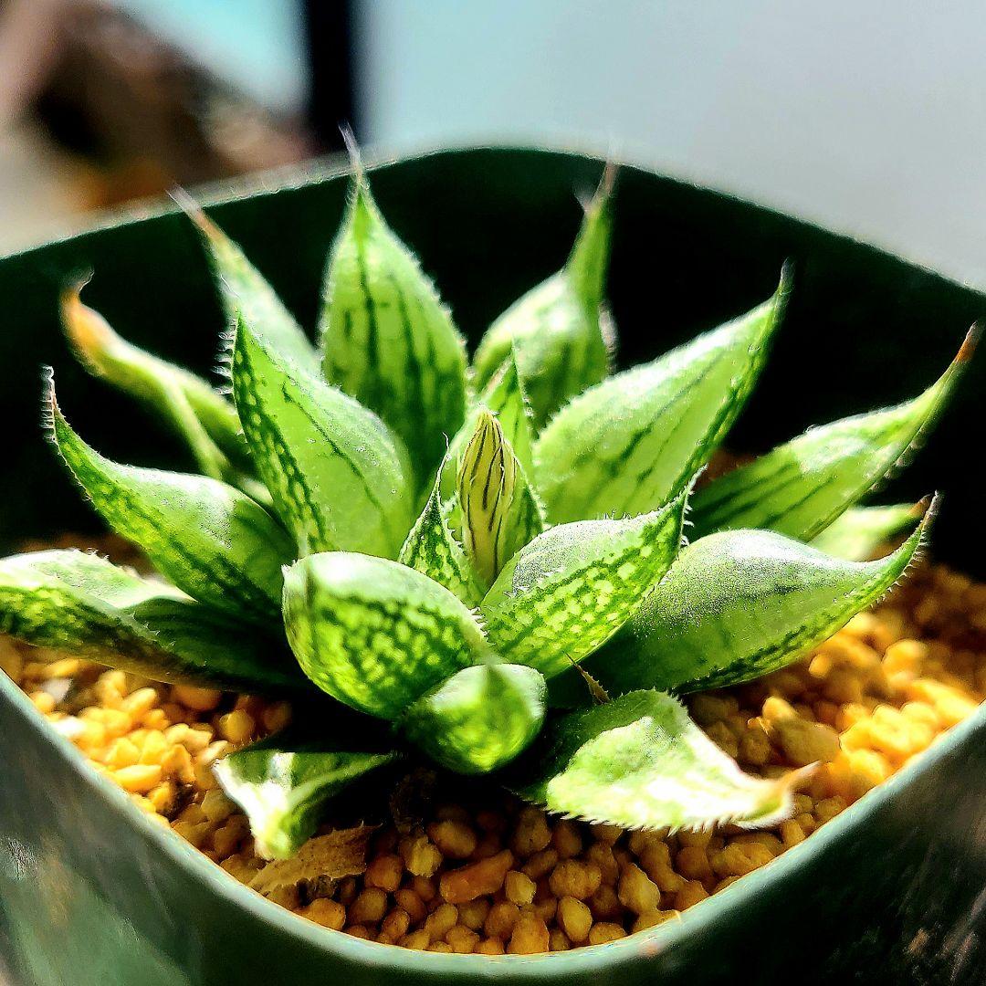 ナイルの一滴 実生選抜苗 特A ①多肉植物 ハオルチア アロエ - メルカリ