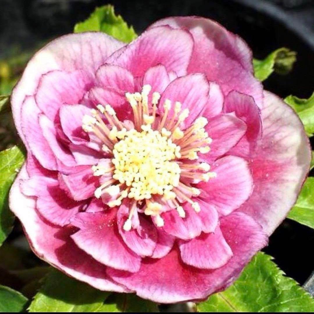 衛*様 3408☘️ラスト2☘️蕾付き☘️極上☘️⭐️ソレイユ⭐️ボリュームSD