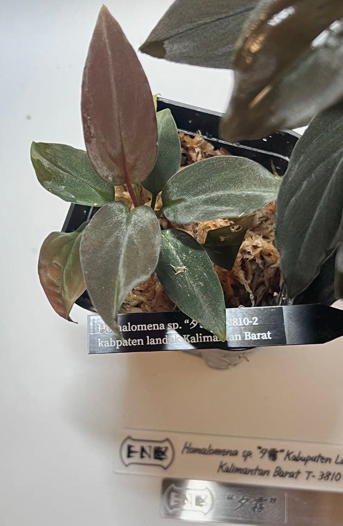 P*A様 Homalomena sp. “夕霧” T-3810-2 ホマロメナ Homalomena sp. 夕霧 T-3810-2 - メルカリ